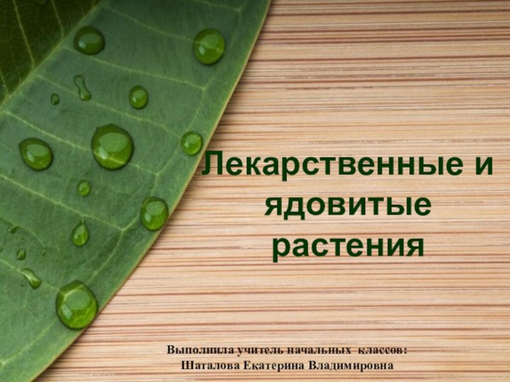 Лекарственные и ядовитые растенияВыполнила учитель начальных классов: Шаталова Екатерина Владимировна