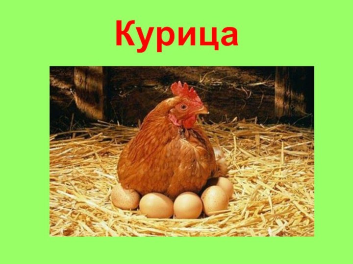 Курица