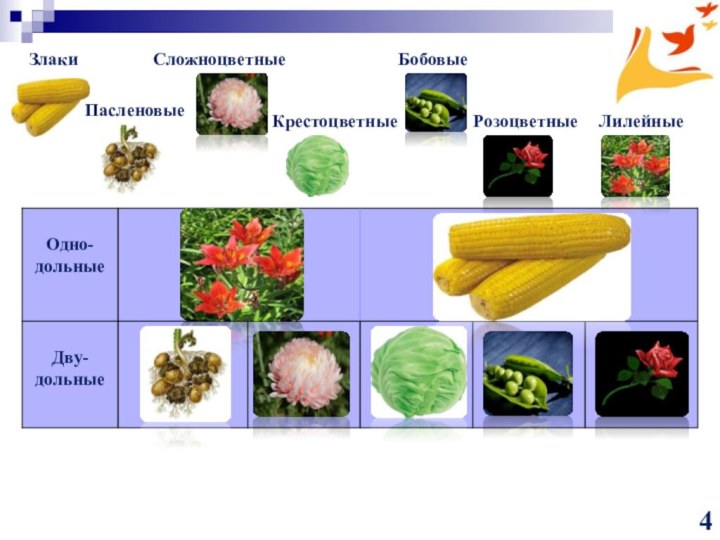 Класс двудольные семейство крестоцветные розоцветные пасленовые