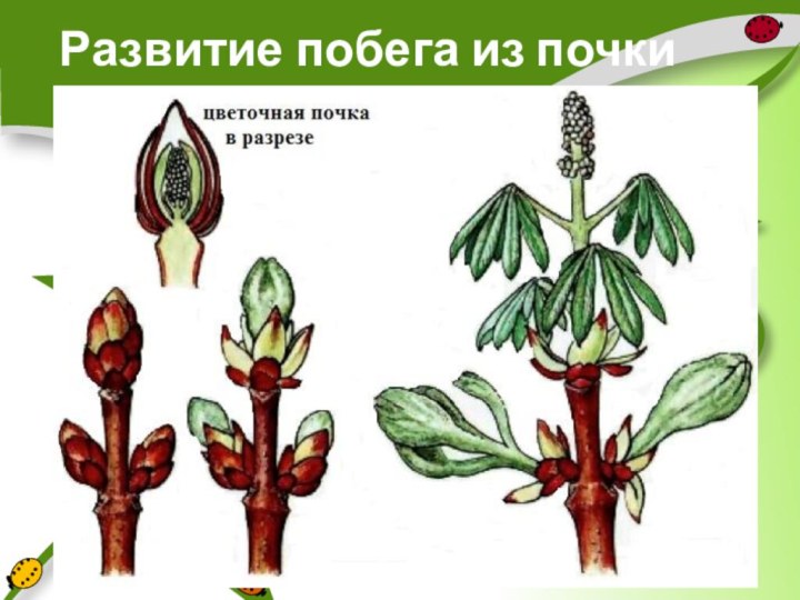 Побег и почки. Побег и почки 6 класс. Побег и почки 6 класс биология. Побег и почки 6 класс биология презентация.