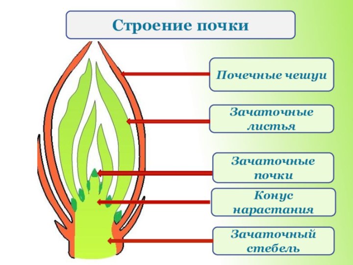 Покажите стрелками и подпишите на рисунке зачаточный лист почечную чешую и зачаточный стебель