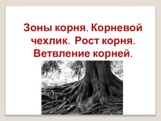 Презентация по биологии на тему Зоны корня (6 класс)