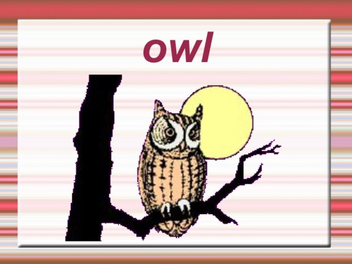 owl