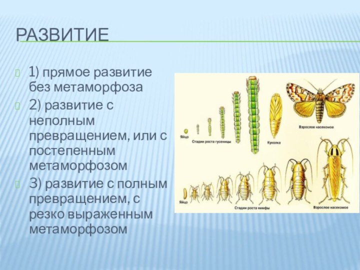 Развитие1) прямое развитие без метаморфоза2) развитие с неполным превращением, или с постепенным