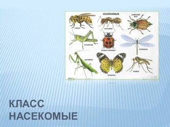 Презентация к уроку по теме: Класс Насекомые