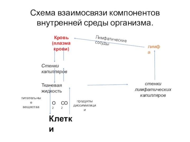 Схема взаимосвязи компонентов внутренней среды организма.Кровь(плазма крови)Стенки капилляровТканевая жидкостьКлеткипитательныевеществапродуктыдиссимиляцииО2СО2стенки лимфатическихкапилляровлимфаЛимфатические сосуды