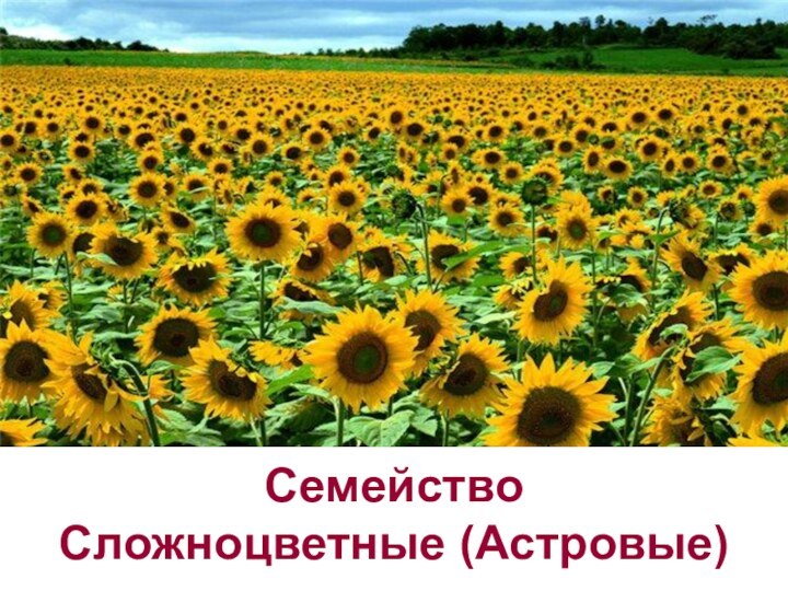 СемействоСложноцветные (Астровые)