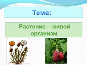 Презентация по окружающему миру на тему: Растение - живой организм