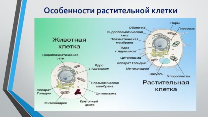 Особенности растительной клетки