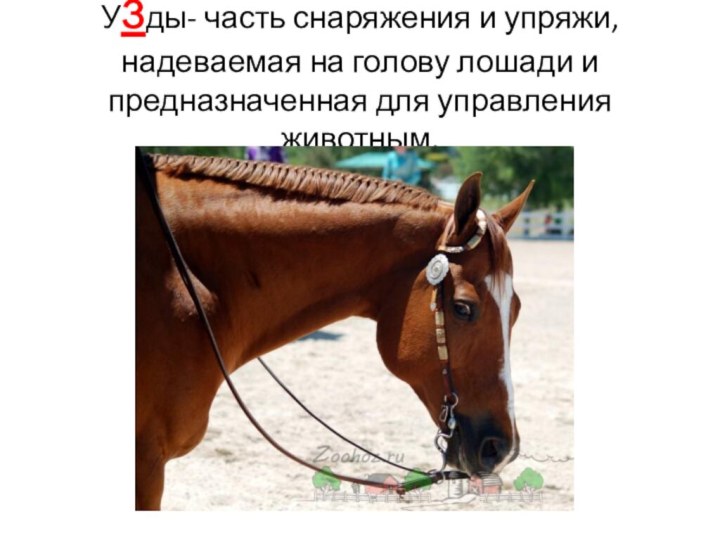 Узды- часть снаряжения и упряжи, надеваемая на голову лошади и предназначенная для управления животным.