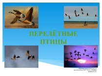 Презентация по окружающему миру что мы знаем о перелетных птицах мл.школьники