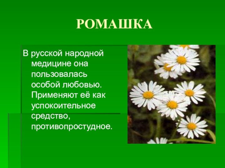 РОМАШКАВ русской народной медицине она пользовалась особой любовью. Применяют её как успокоительное средство, противопростудное.