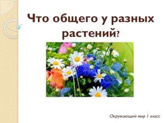 Презентация по окружающему миру 1 класс на тему Что общего у разных растений