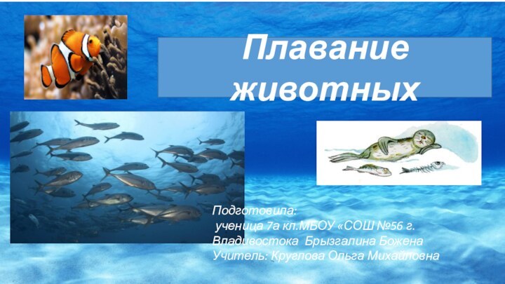 Плавание животныхПодготовила: ученица 7а кл.МБОУ «СОШ №56 г.Владивостока Брызгалина БоженаУчитель: Круглова Ольга Михайловна