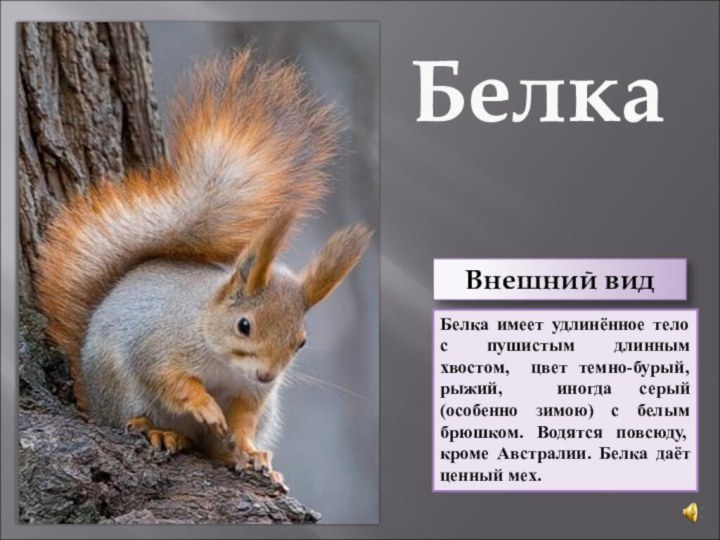 БелкаБелка имеет удлинённое тело с пушистым длинным хвостом, цвет темно-бурый, рыжий, иногда