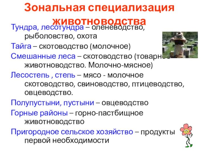 Зональная специализация животноводстваТундра, лесотундра – оленеводство, рыболовство, охотаТайга – скотоводство (молочное) Смешанные