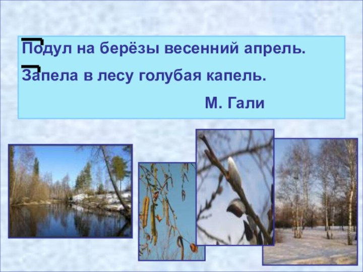 Подул на берёзы весенний апрель.Запела в лесу голубая капель.