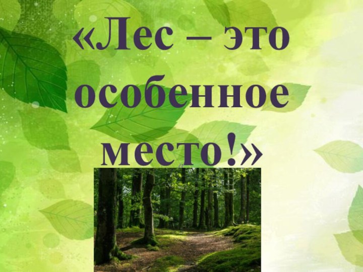 «Лес – это особенное место!»«