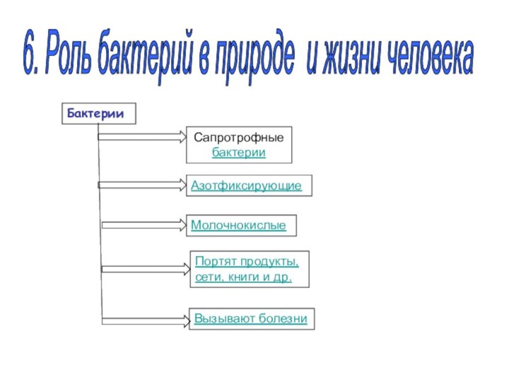 6. Роль бактерий в природе и жизни человека Бактерии Сапротрофные бактерии Азотфиксирующие