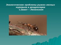 Презентация исследовательской работы по муравьям