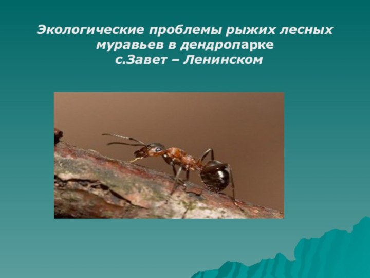 Экологические проблемы рыжих лесных муравьев в дендропарке с.Завет – Ленинском