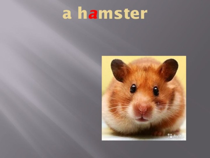 a hamster