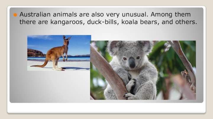 Australian animals are also very unusual. Among them there are kangaroos, duck-bills, koala bears, and others.