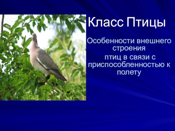 Класс Птицы Особенности внешнего строения птиц в связи с приспособленностью к полету