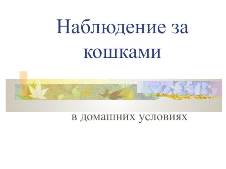 Наблюдение за кошкамив домашних условиях