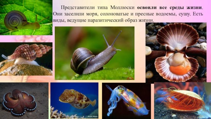 Приведите по три примера животных моллюски. Моллюски биология 7 класс. Тип моллюски представители. Представители типа моллюсков. Тип моллюски презентация.