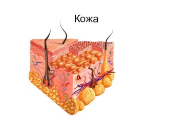 Презентация по окруж. миру  Кожа. 4 класс