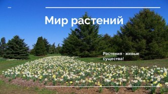 Презентация к уроку окружающего мира Мир растений