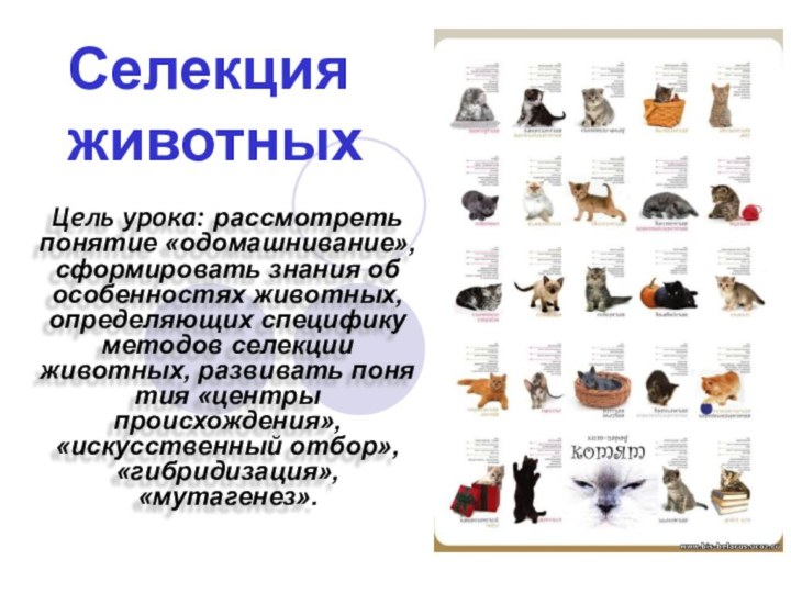 Цель урока: рассмотреть понятие «одомашнивание», сформировать знания об особенностях животных, опреде­ляющих специфику