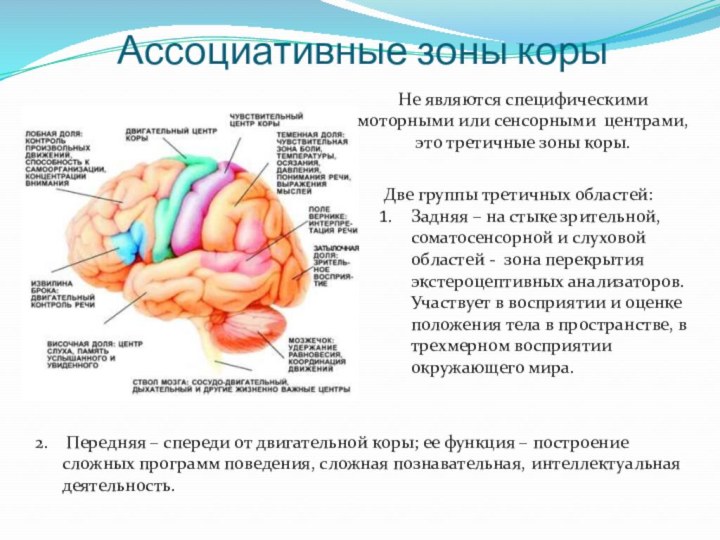 Ассоциативные зоны корыДве группы третичных областей:Задняя – на стыке зрительной, соматосенсорной и