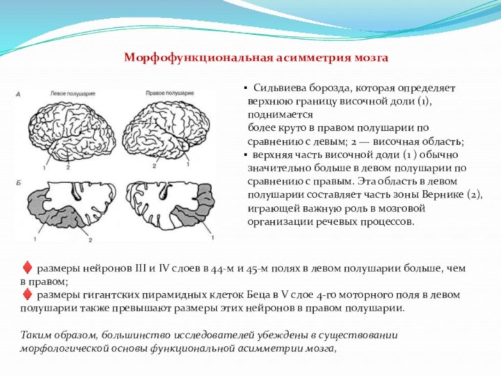 Морфофункциональная асимметрия мозга Сильвиева борозда, которая определяет верхнюю границу височной доли (1),