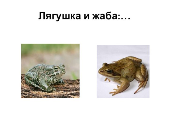 Лягушка и жаба:…