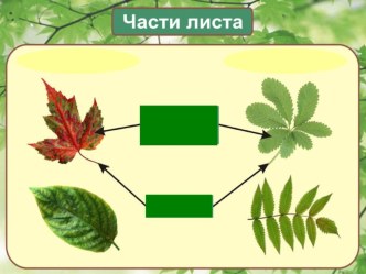 Презентация по окружающему миру Хвойные деревья