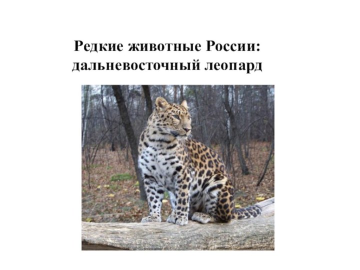 Редкие животные России: дальневосточный леопард