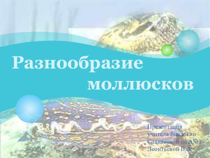 Разнообразие           моллюсковПрезентацияучителя биологииСлавянской оош№1Леонтьевой В.А.