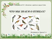 Презентация по окружающему миру на тему Что мы знаем о птицах