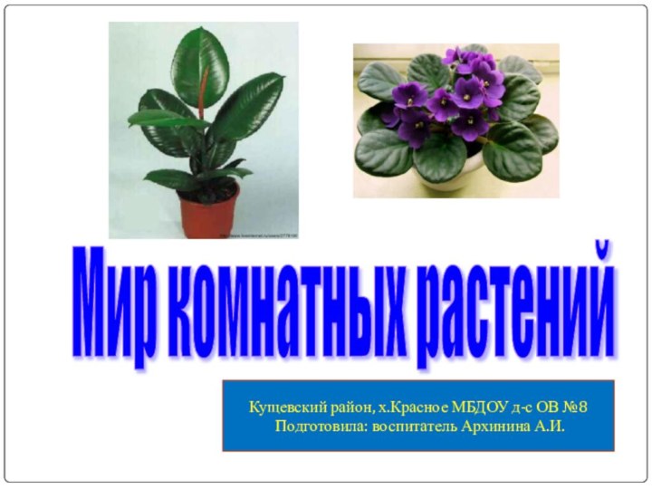 Мир комнатных растений Кущевский район, х.Красное МБДОУ д-с ОВ №8 Подготовила: воспитатель Архинина А.И.