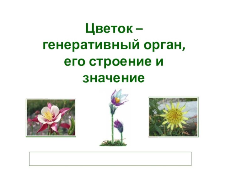 Цветок –  генеративный орган,  его строение и значение
