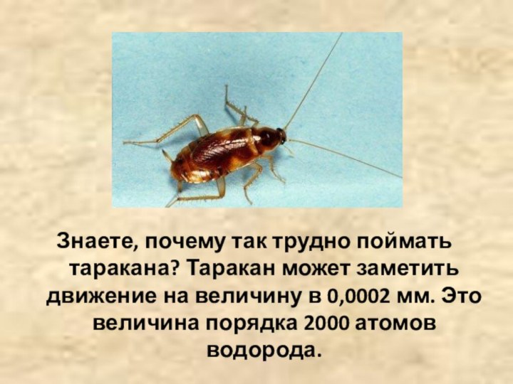 Знаете, почему так трудно поймать таракана? Таракан может заметить движение на величину