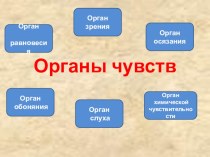 Органы чувств регуляция деятельности организма презентация