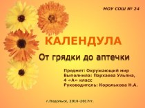 Презентация проектной работы :Календула(4 класс)