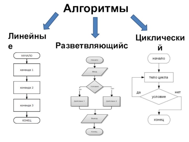 АлгоритмыЛинейныеРазветвляющийсяЦиклический