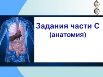 Презентация по биологии по подготовке к ЕГЭ Задания части С анатомия