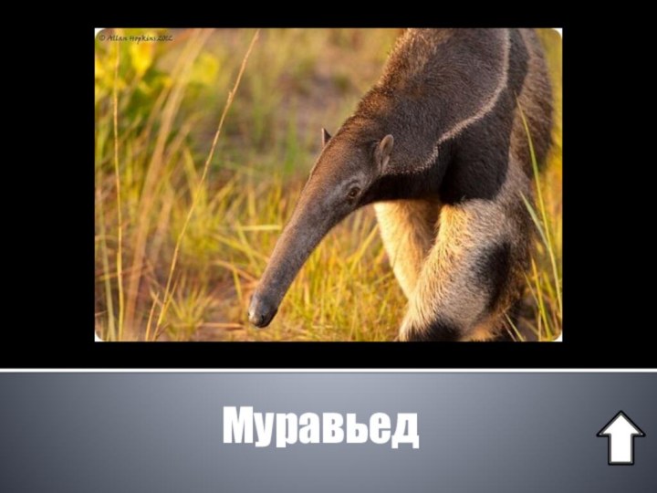 Муравьед