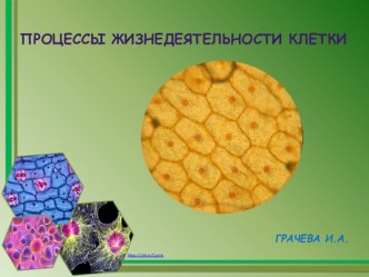 Презентация к уроку Процессы жизнедеятельности клетки