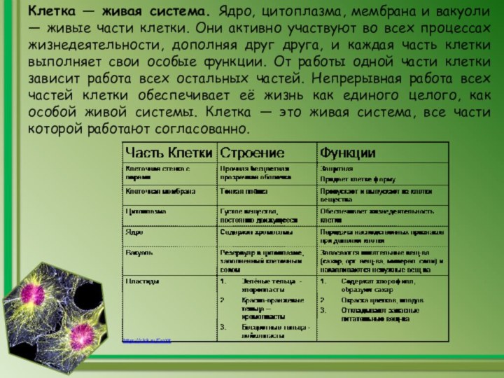 Клетка — живая система. Ядро, цитоплазма, мембрана и вакуоли — живые части